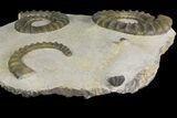 Plate of Two Devonian Ammonite (Anetoceras) Fossils - Morocco #135999-2